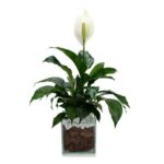 Lírio da Paz no Vaso de Vidro