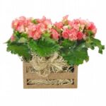 Arranjo Encantado de Begonias