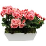 Jardim de begonia cor de rosa