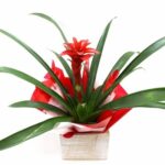 Bromelia no cachepot de madeira