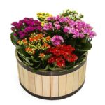 Arranjo De Kalandivas Coloridas