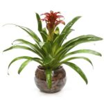 Bromélia No Vaso De Vidro