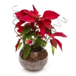 Poinsétia de Natal no Aquario de vidro