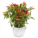 Arranjo Pimenta Mexicana