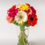 12 Gérberas Coloridas em Vaso