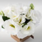 Arranjo Pequeno de Lisianthus